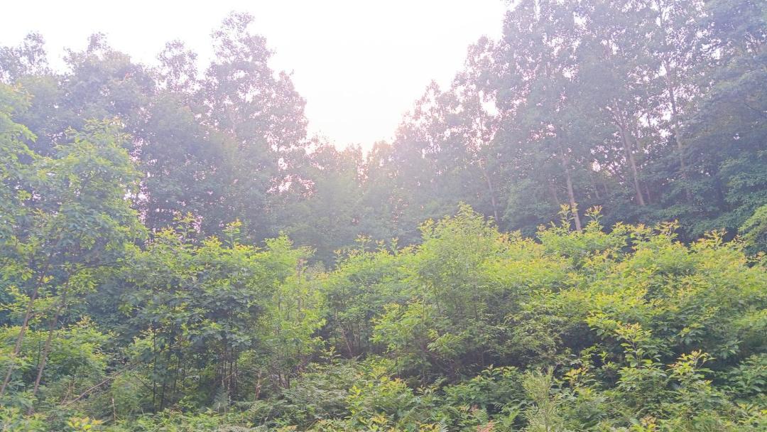 Photo of Outdoor in Chase