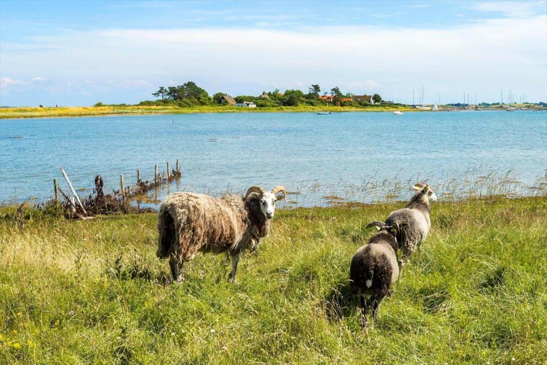 Photo of Others in Samsø