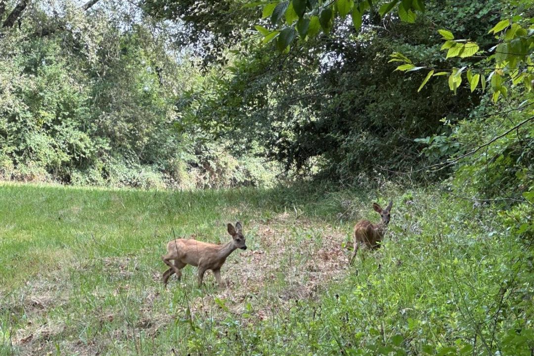 Photo of Others in Blanquefort-sur-Briolance
