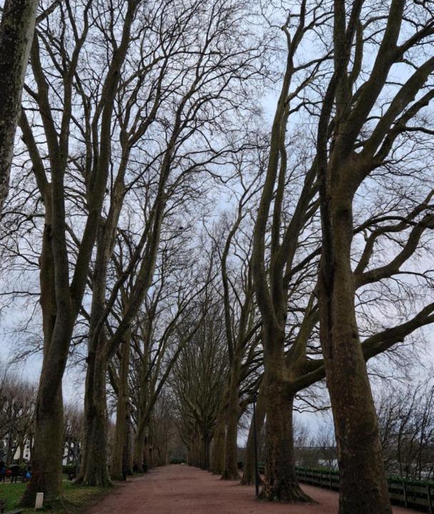 Photo of Others in Chinon
