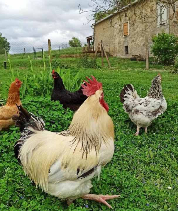 Photo of Others in Saint-Felix-Lauragais