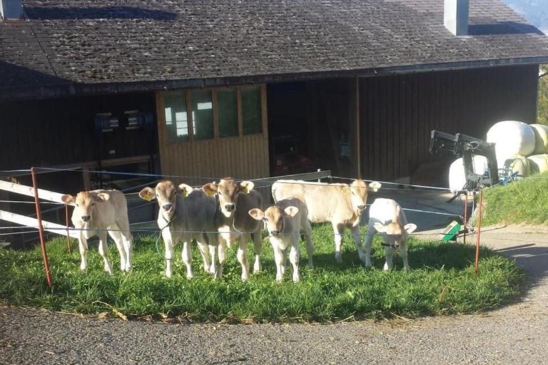 Photo of Others in Krummenau