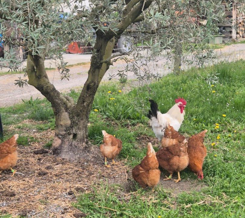 Photo of Others in Entrevaux