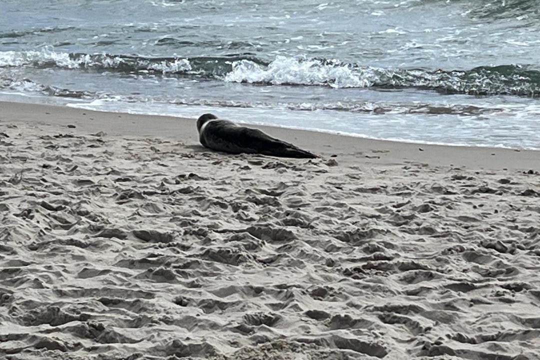 Photo of Others in Skagen