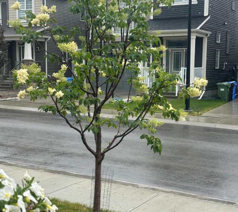 Photo of Others in Northwest Calgary