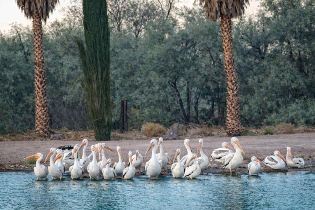 Photo of Others in Newberry Springs