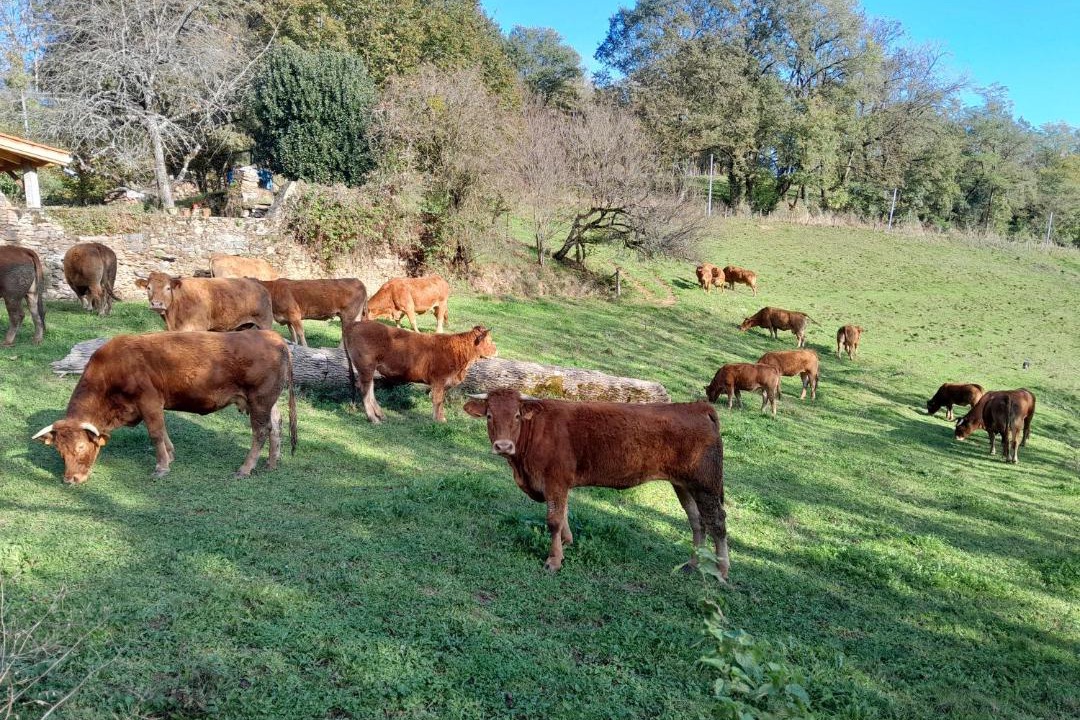 Photo of Others in Montirat