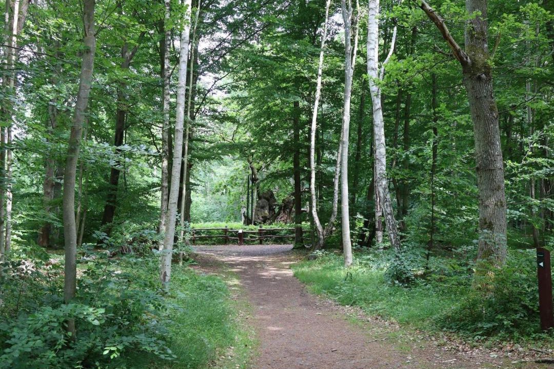 Photo of Others in Hornsved