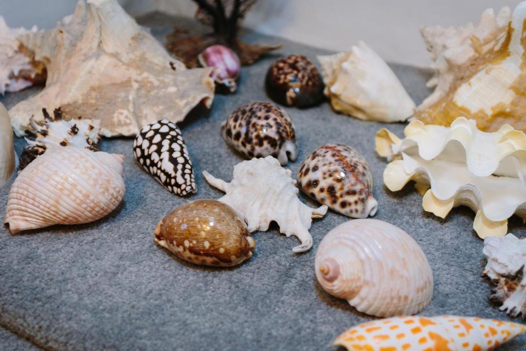 Photo of Others in Deal