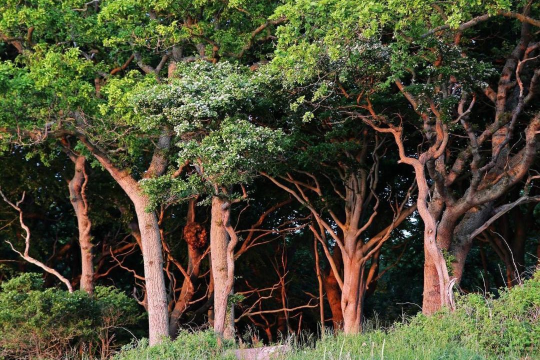Photo of Others in Lohals