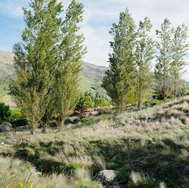 Photo of Others in Cardrona