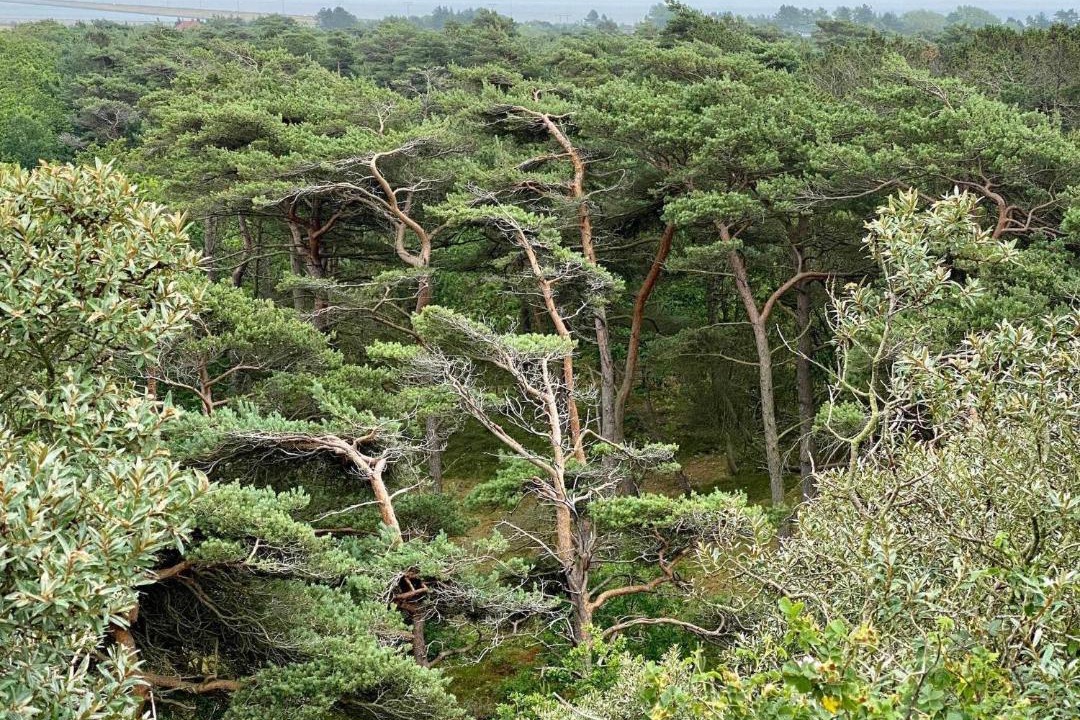 Photo of Others in Toftum