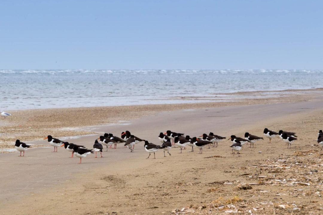 Photo of Others in Rindby Strand