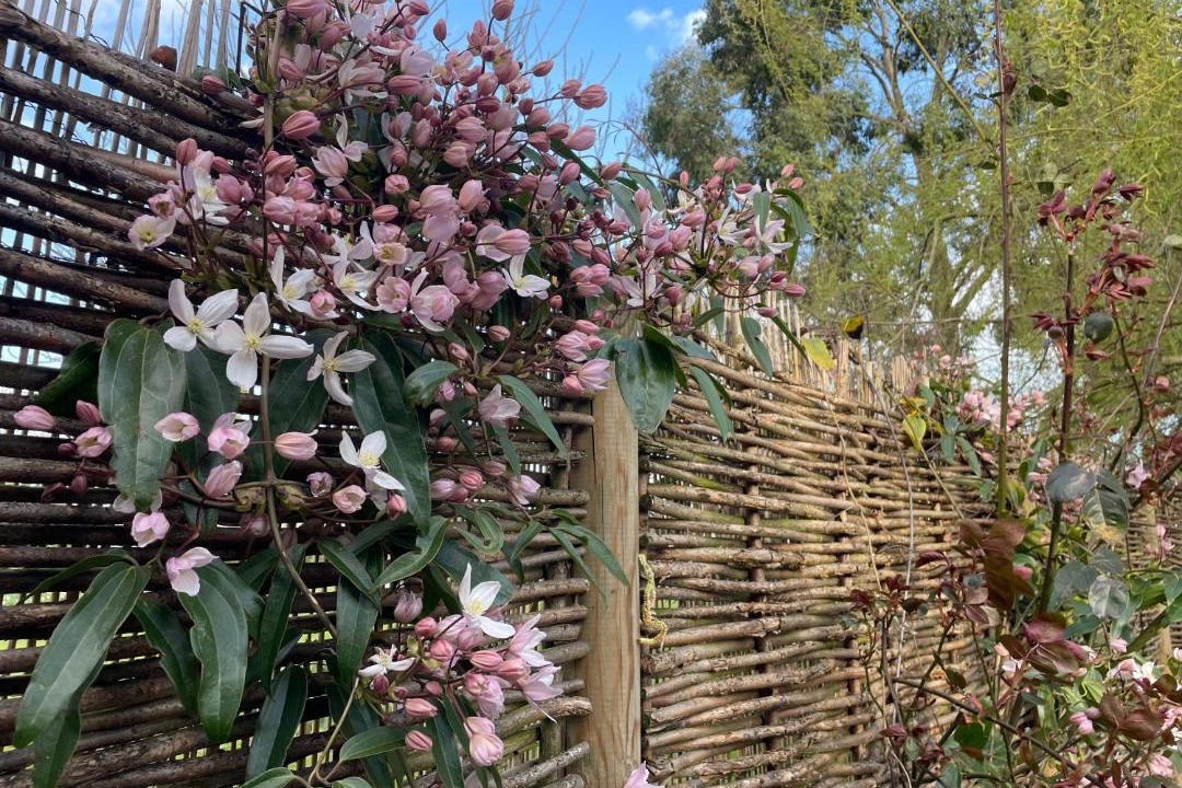 Photo of Others in Eye