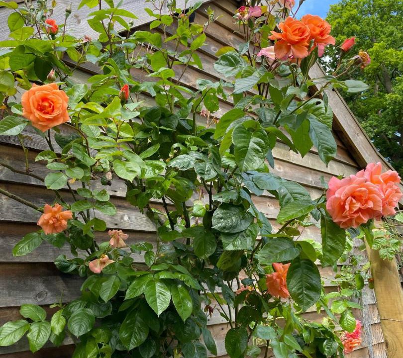 Photo of Others in Eye