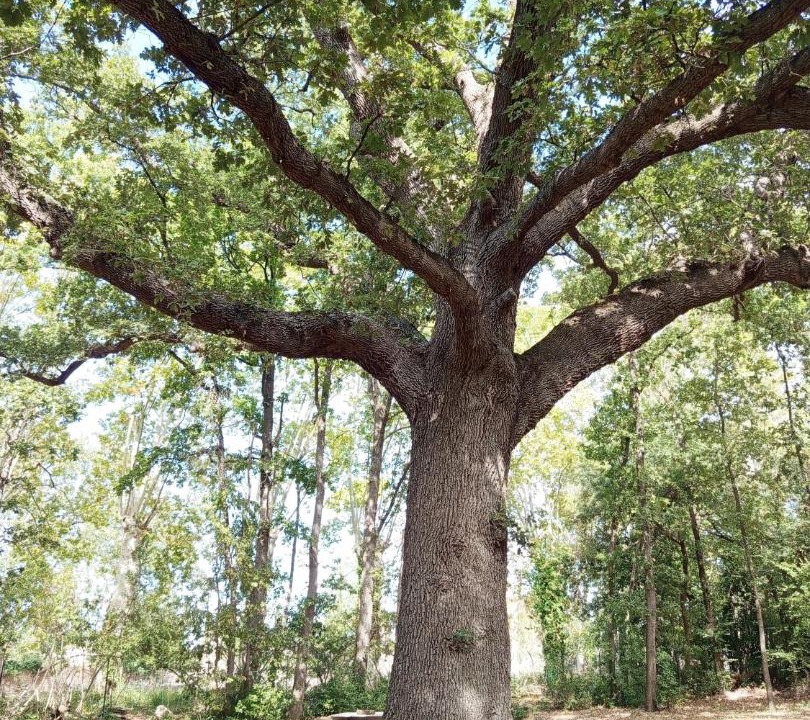 Photo of Others in Azille