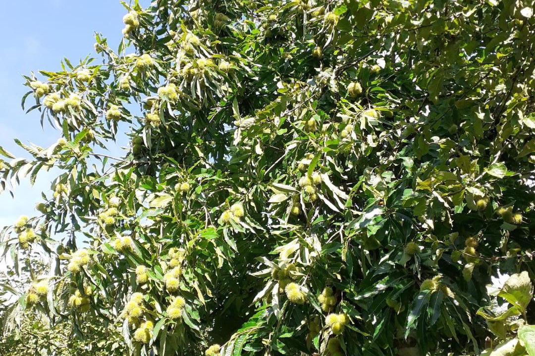 Photo of Outdoor in Beaumont-le-Hareng