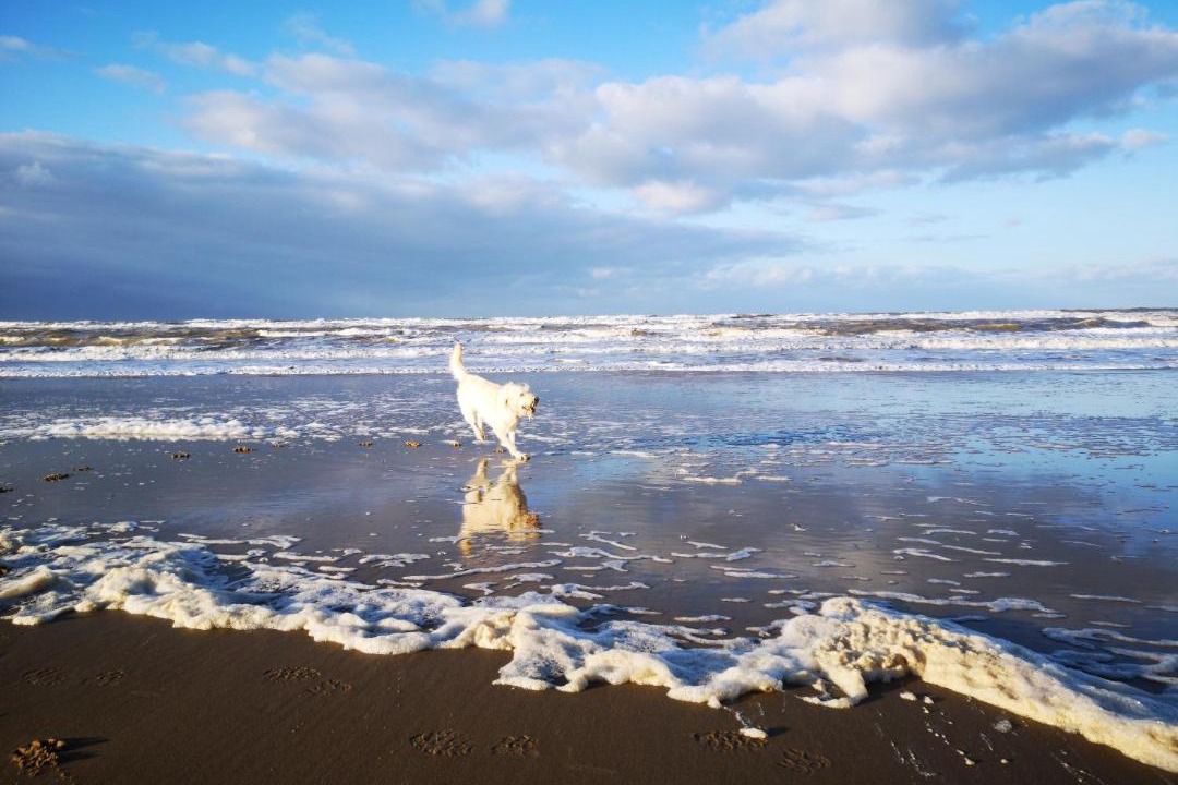 Photo of Human In Picture in East Runton