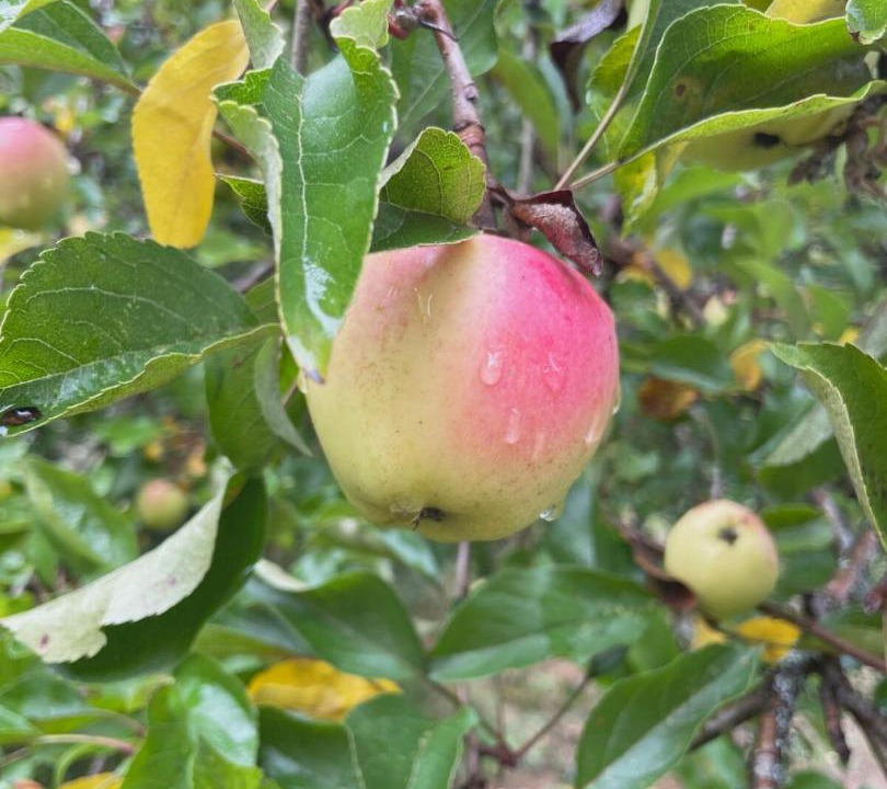 Photo of Others in Cloverdale