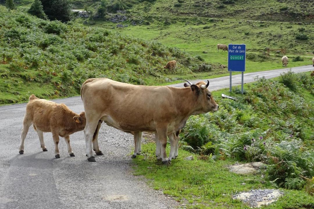 Photo of Others in Biert