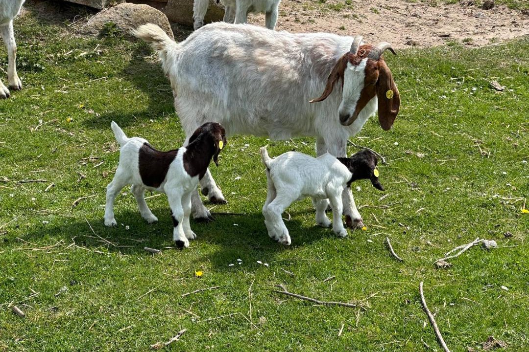 Photo of Others in Degnbøl