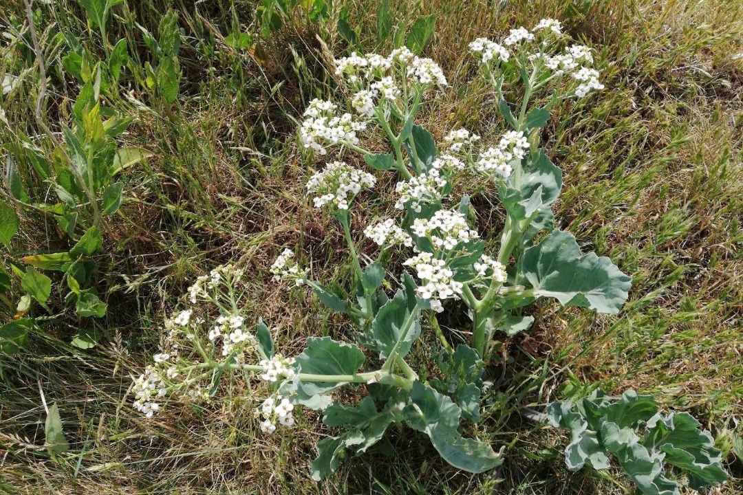 Photo of Outdoor in Aeroskobing