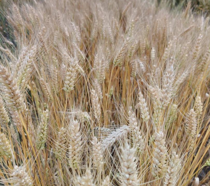 Photo of Others in Cazac