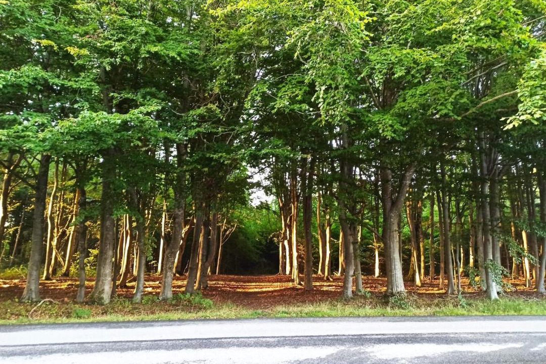 Photo of Others in Vester Hjermitslev