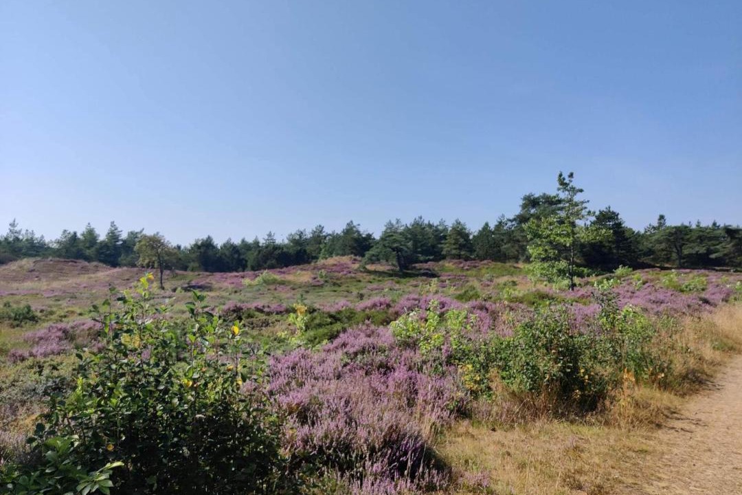 Photo of Others in Kongsmark