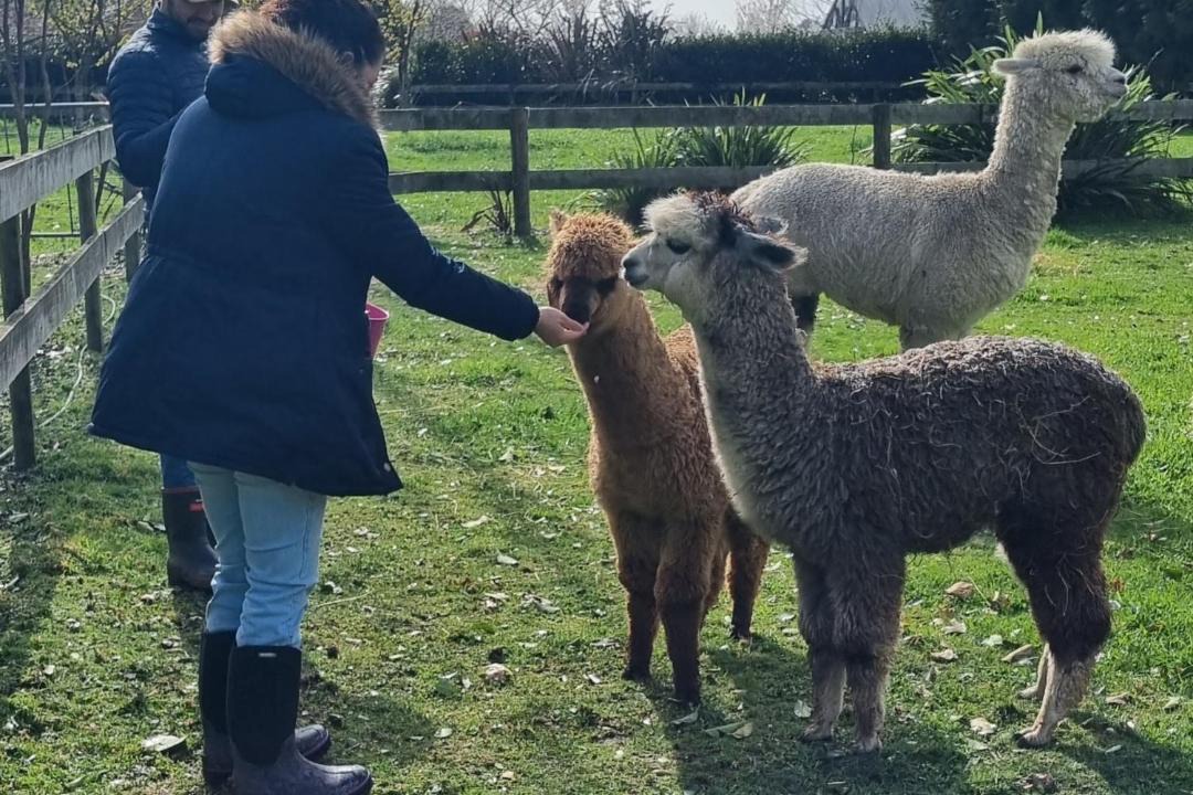 Photo of Others in Waikato District