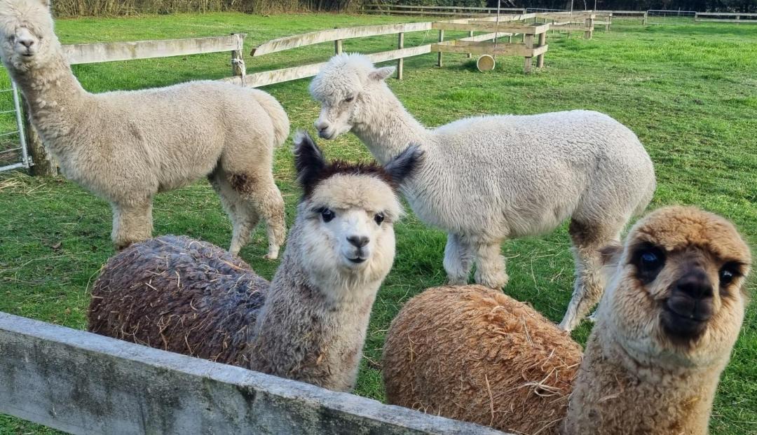 Photo of Others in Waikato District