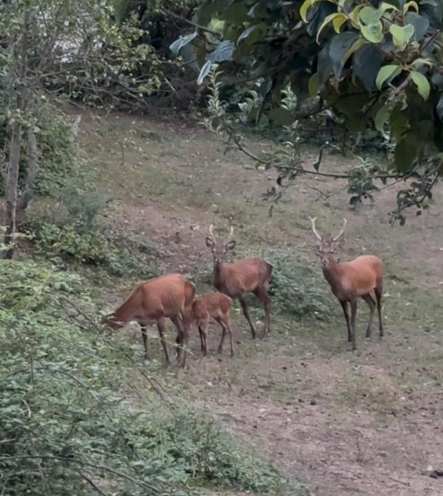 Photo of Others in Luceram