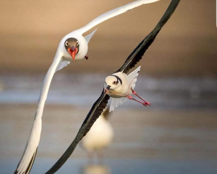 Photo of Others in Limoges