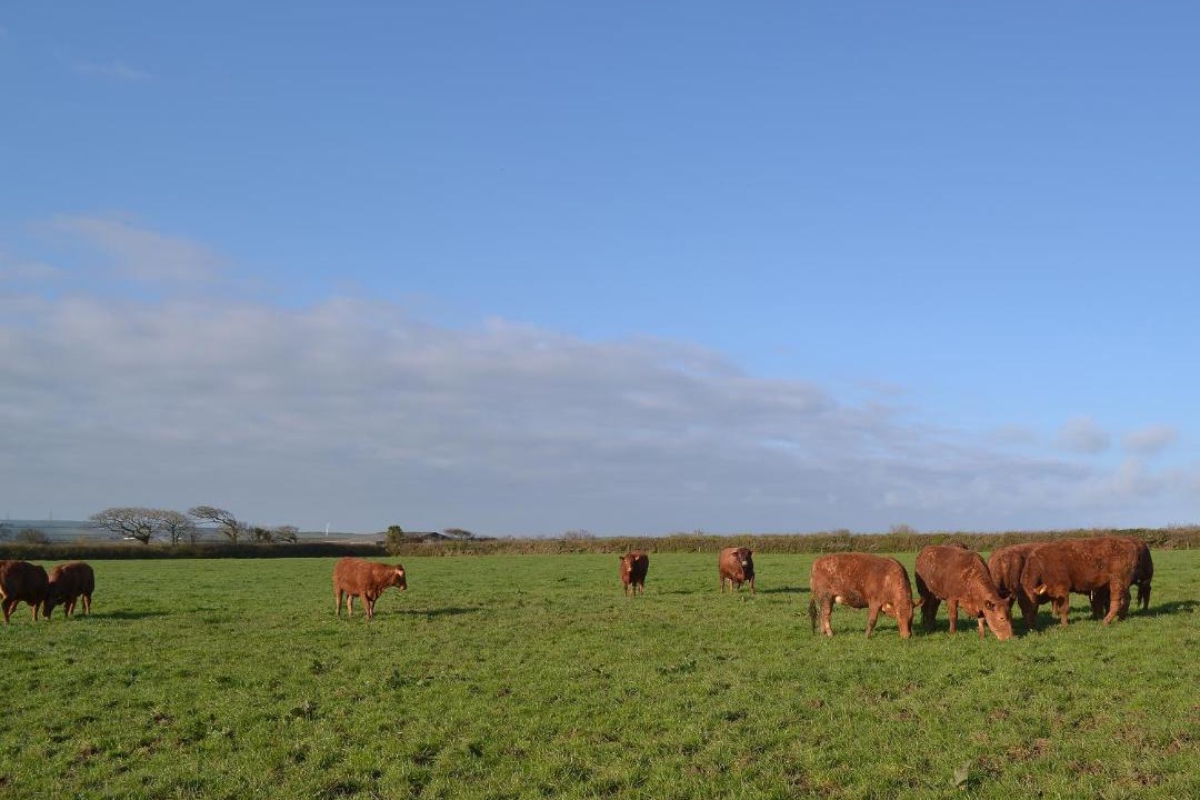 Photo of Others in Jacobstow