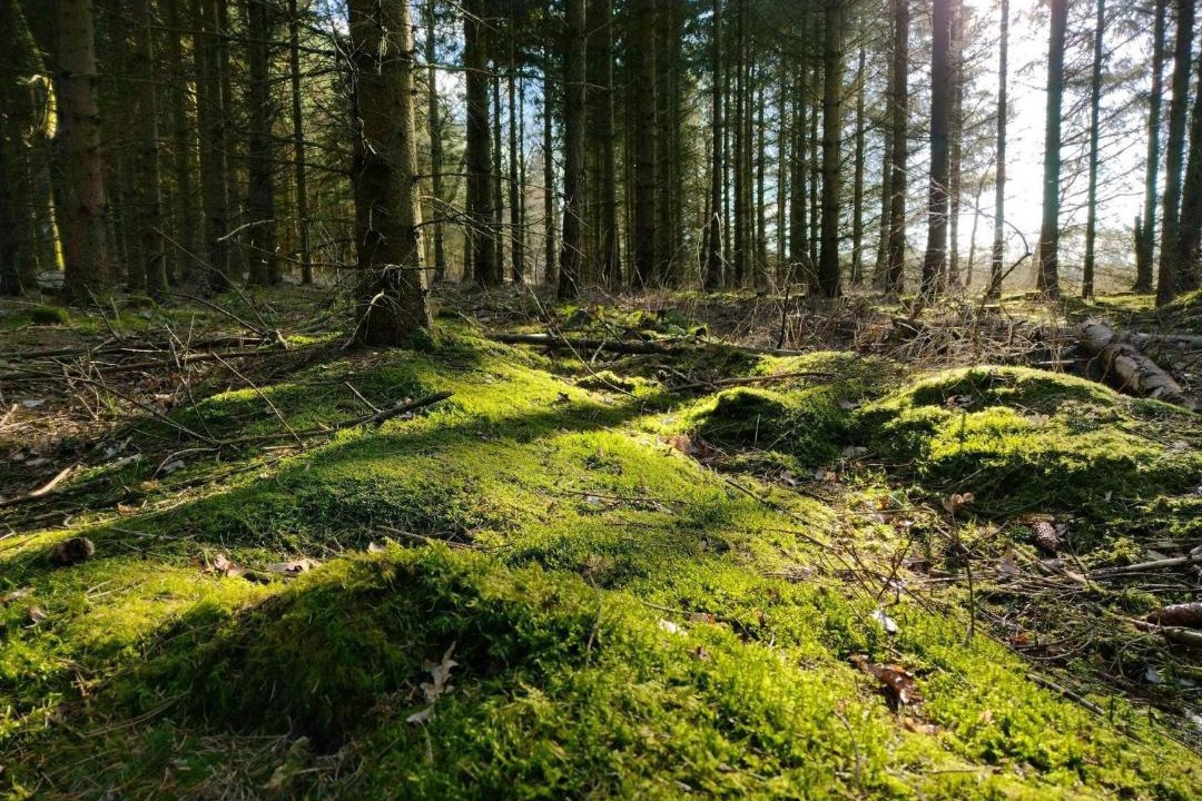 Photo of Others in Skygge