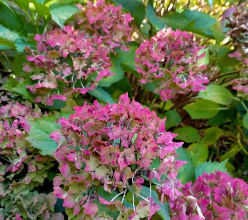 Photo of Others in Ige