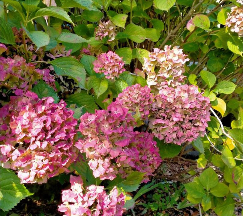 Photo of Others in Ige