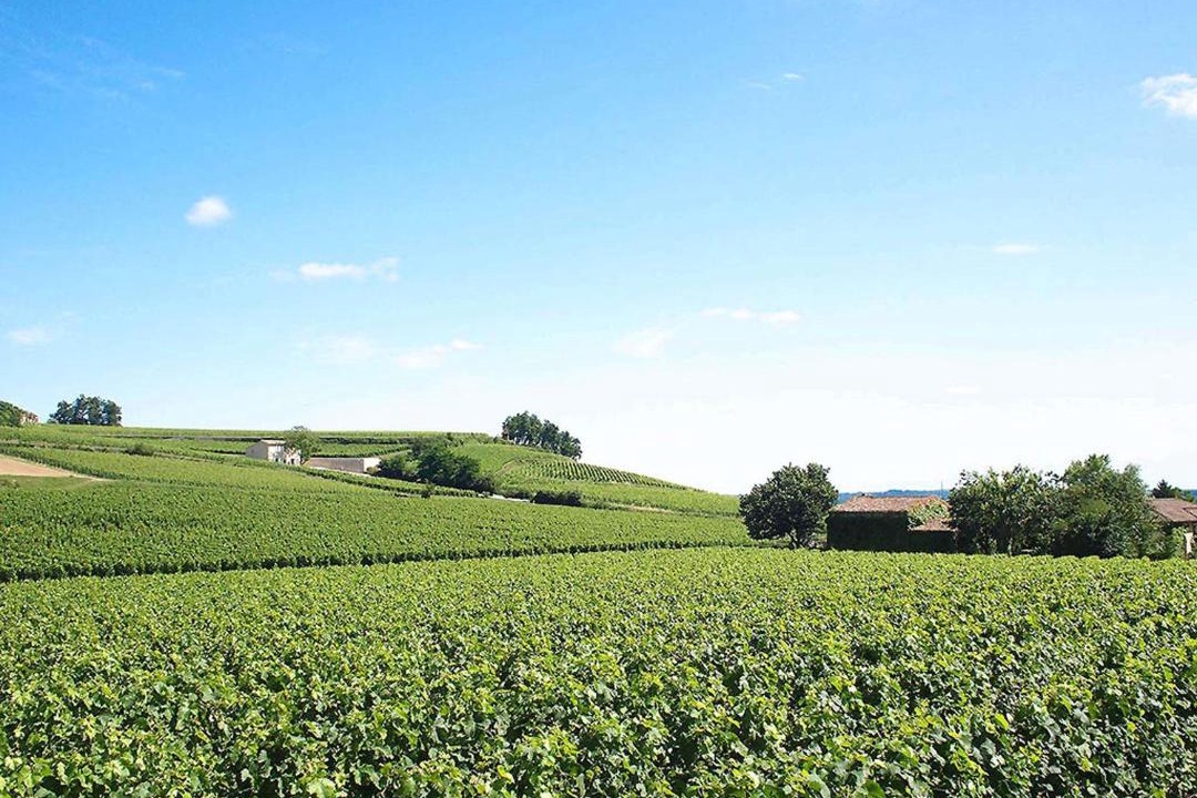 Photo of Others in Saint-Emilion