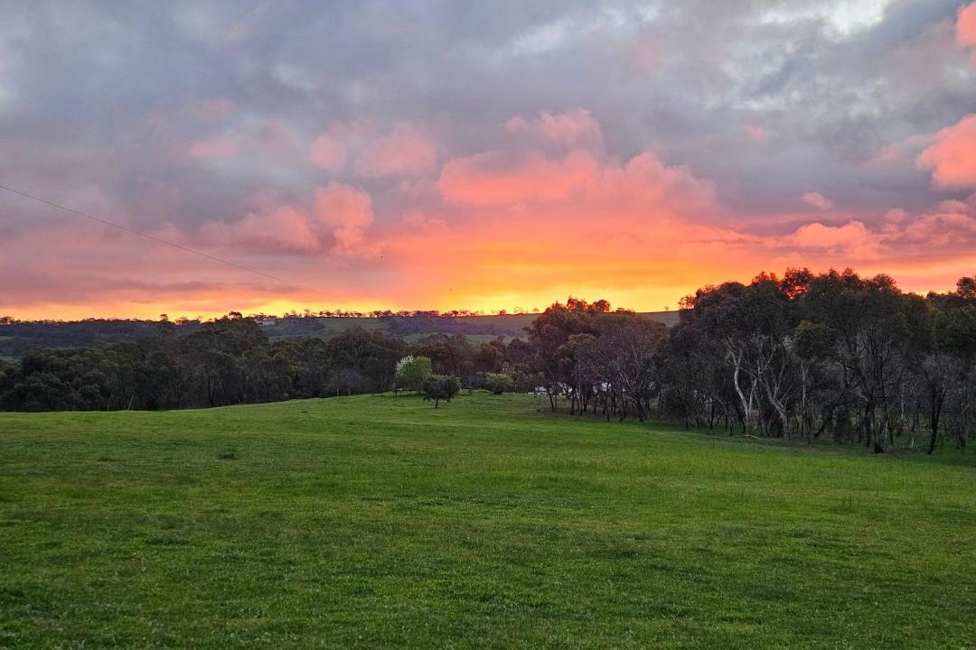 Photo of Others in Mintaro