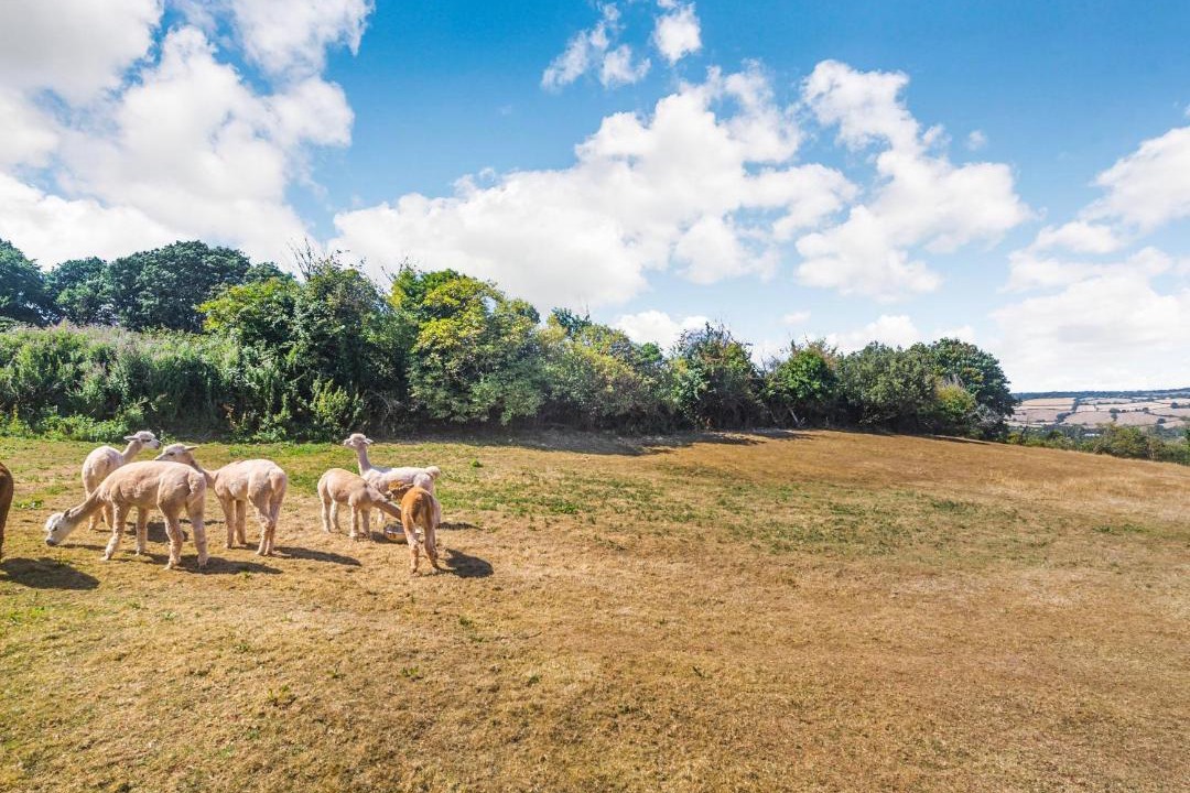 Photo of Others in Shaldon