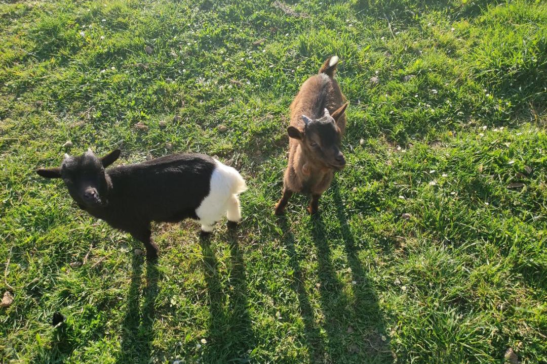 Photo of Others in La Chapelle sur Vire