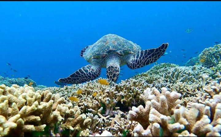 Photo of Others in Pejarakan