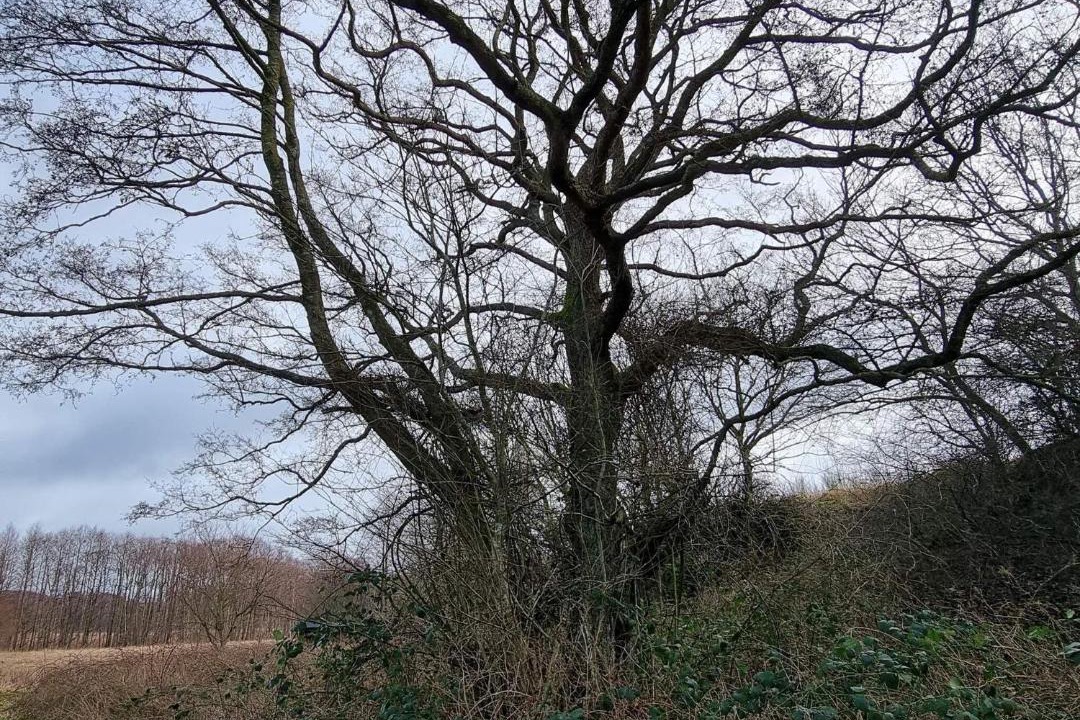 Photo of Others in Fuglslev