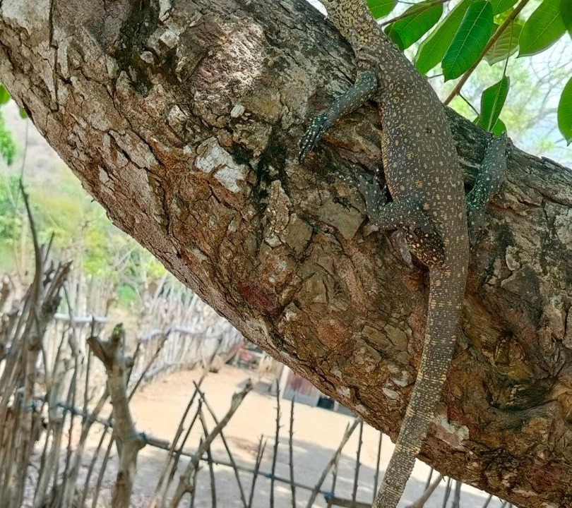 Photo of Others in Komodo