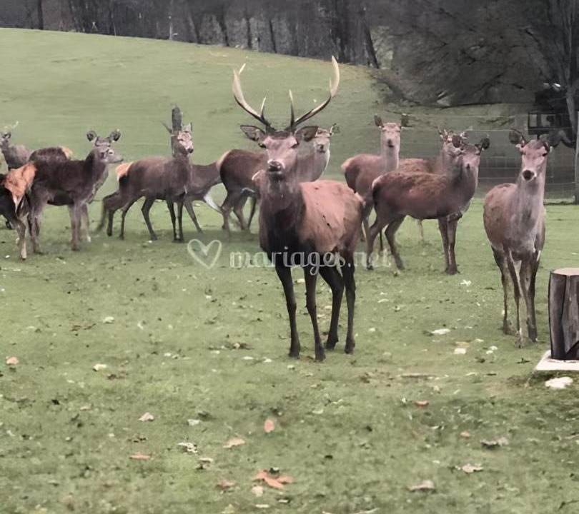 Photo of Others in Arc-en-Barrois