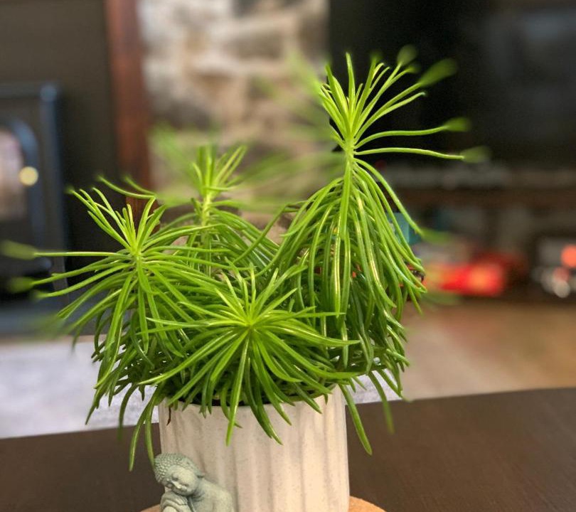 Photo of Others in Dartmoor Forest