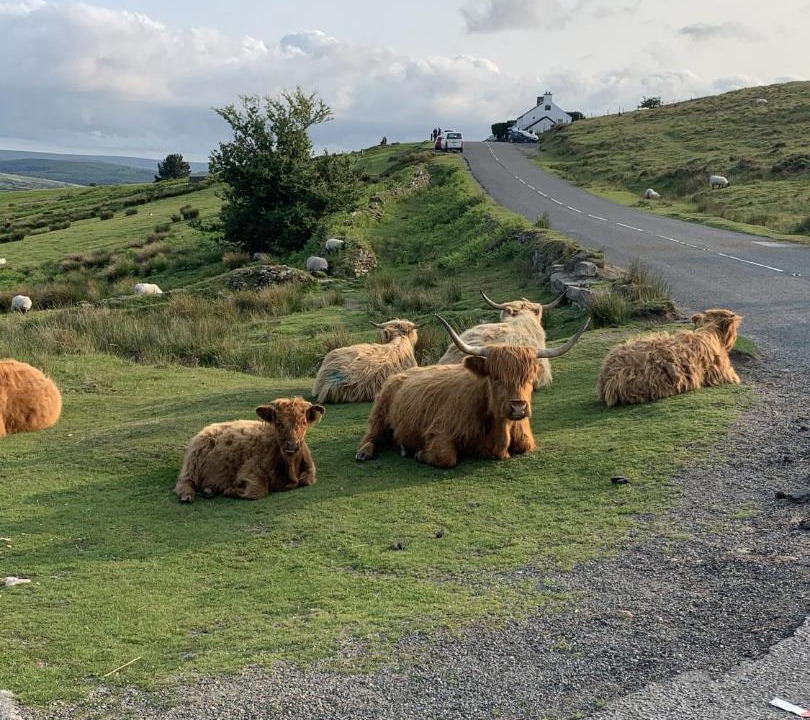 Photo of Others in Dartmoor Forest