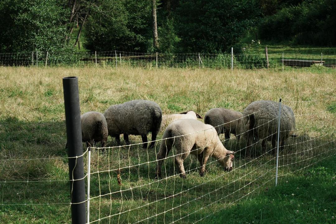 Photo of Others in Rollainville