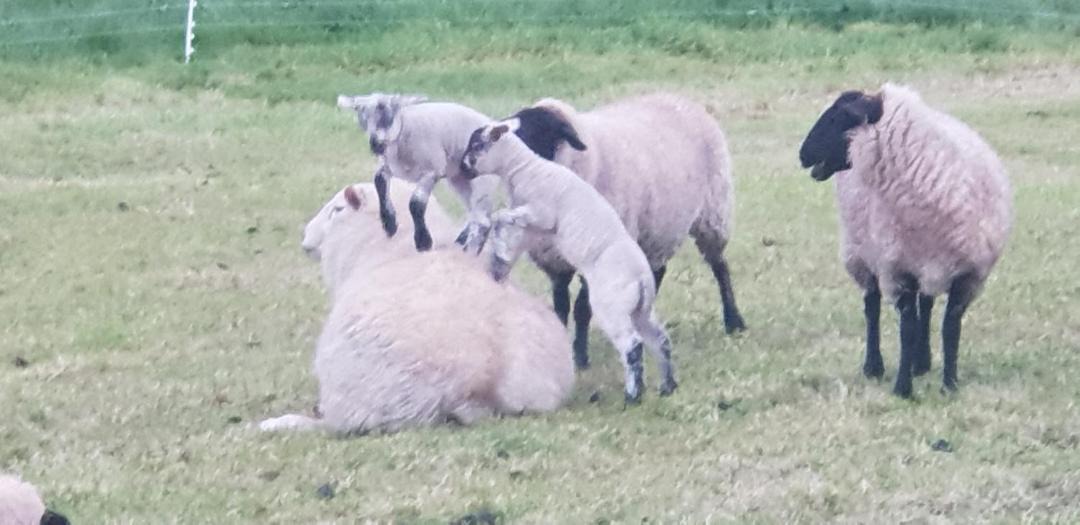 Photo of Others in Midhirst