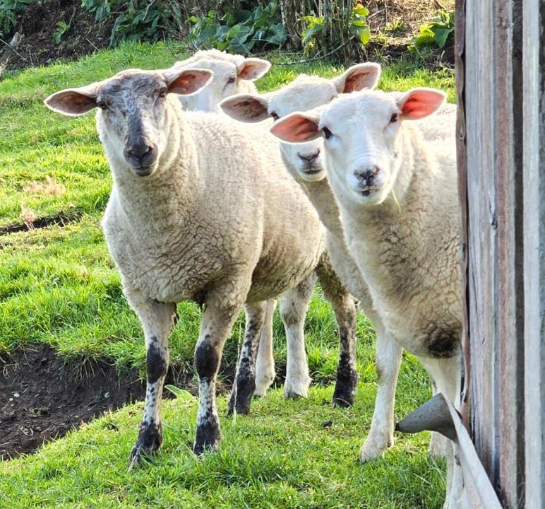 Photo of Others in Midhirst